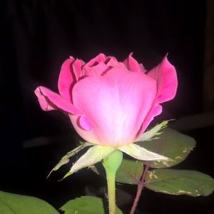 Meet your Posher, Misty